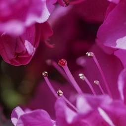 Fotoroleta kwiat pyłek ogród roślina lato