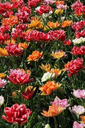 Naklejka natura roślina kwiat tulipan