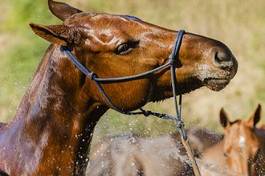 Fotoroleta portret koń sport