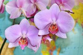 Fototapeta tropikalny dalia piękny świeży kwiat