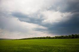 Obraz na płótnie trawa pastwisko pole słońce lato