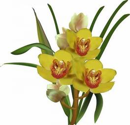 Fotoroleta kwiat storczyk roślina ornament