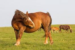 Plakat koń ssak zwierzę