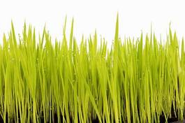 Obraz na płótnie łąka trawa natura lato pole