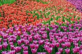 Fototapeta roślina kolaż tulipan park
