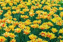 Obraz na płótnie tulipan natura świeży roślina park