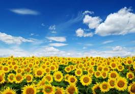 Obraz na płótnie roślina pole lato słonecznik niebo