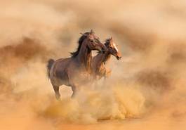 Fotoroleta ssak jeździectwo dziki pole koń