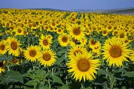 Fototapeta słonecznik natura słońce kwiat pole