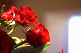 Naklejka roślina rose czerwony różowy