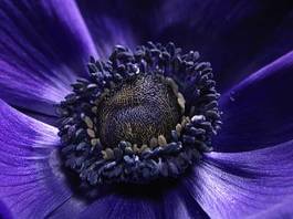Obraz na płótnie kwiat fioletowy magenta stempel