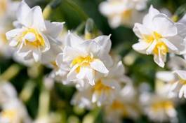 Fotoroleta kwiat japonia roślina narcyz