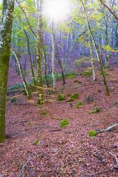 Fototapeta wzgórze jesień las stok