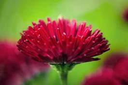 Fotoroleta stokrotka kwiat ogród natura obraz