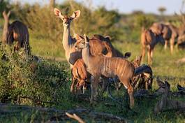 Fotoroleta safari natura afryka botswana krętorogie