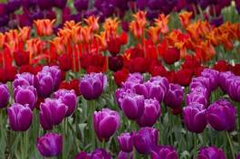 Fotoroleta tulipan waszyngton pole natura kwiat