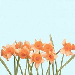 Obraz na płótnie roślina narcyz kwiat