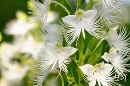 Fotoroleta natura roślina krzew kwiat storczyk