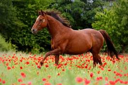 Obraz na płótnie zwierzę mak zdrowy koń zdrowie
