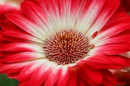 Plakat roślina gerbera pyłek natura kwiat