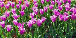 Obraz na płótnie bukiet miłość kwiat tulipan