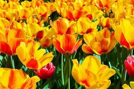 Plakat tulips in flower garden kukenhof park, holland, netherlands