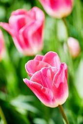 Naklejka roślina tulipan piękny świeży natura