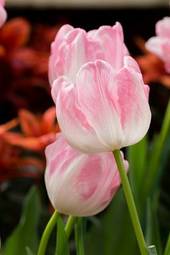 Naklejka lato tulipan ogród roślina kwiat