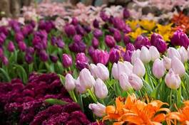 Fotoroleta ogród tulipan lato