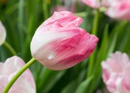 Naklejka tulipan lato łąka