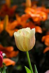 Naklejka lato ogród tulipan