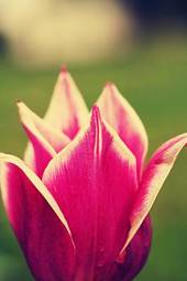 Plakat retro tulipan lato