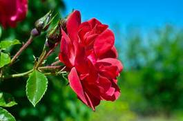 Obraz na płótnie niebo rosa natura kwiat