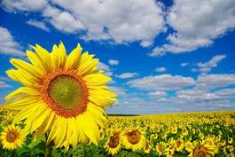 Obraz na płótnie słońce słonecznik łąka rolnictwo roślina