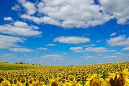 Naklejka pole słońce rolnictwo kwiat