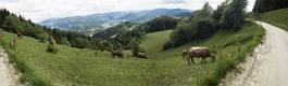 Naklejka panoramiczny wzgórze rolnictwo pejzaż krowa