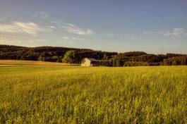 Obraz na płótnie łąka pole trawa wieś ścieżka