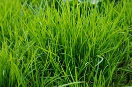 Fotoroleta natura fitness łąka roślina trawa