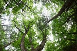 Fotoroleta las drewno zielony