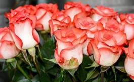 Naklejka miłość piękny rosa świeży