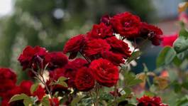 Naklejka kwiat ogród rose kwietnik płatki