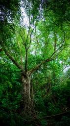 Naklejka bezdroża natura drzewa