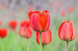 Plakat roślina tulipan trawa