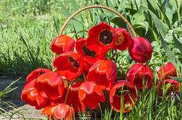 Obraz na płótnie ogród bukiet roślina tulipan
