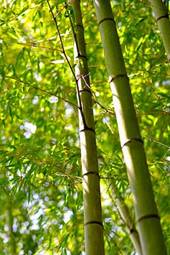 Obraz na płótnie skupienie na dwóch bambusach