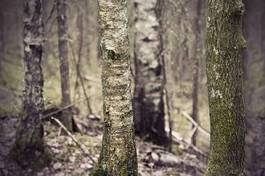 Fotoroleta brzoza las pejzaż dziki antyczny