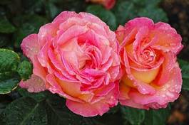 Obraz na płótnie kwitnący natura rosa