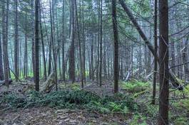 Fotoroleta sosna drzewa las bezdroża natura