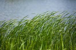 Obraz na płótnie natura woda lato trawa