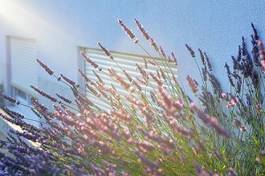 Fotoroleta ogród kwiat słońce lawenda